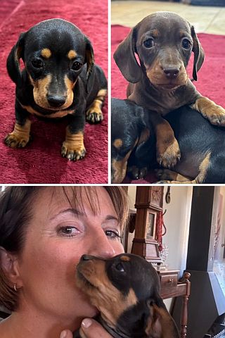 conkasha-miniature-dachshund-puppies-1